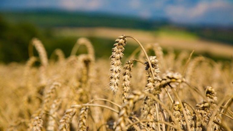 الحكومة تنفي اعتزامها شراء محصول القمح من المزارعين بأسعار منخفضة