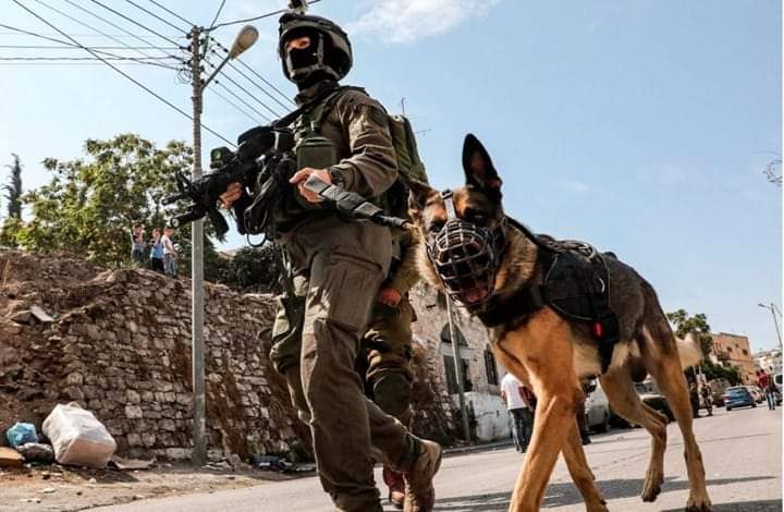 جنود الاحتلال تطلق كلبًا متوحشًا لنهش جسد شابٍ فلسطينيٍ أثناء اعتقاله