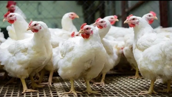 إرتفاع أسعار الفراخ في بورصة الدواجن الرئيسية اليوم 22/7/2022