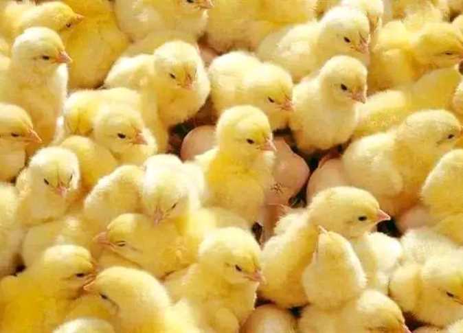 بعد حل أزمة الأعلاف.. هل سيؤثر إعدام 4 مليون كتكوت على سوق الدواجن في مصر؟