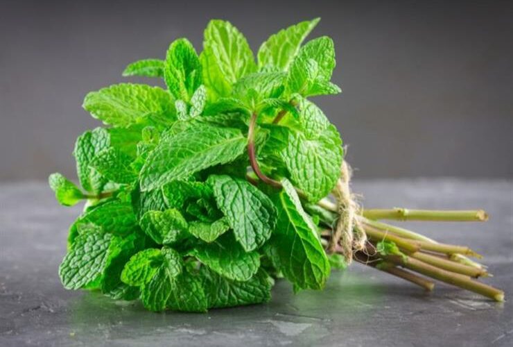 5 أضرار لتناول النعناع..احذرهم