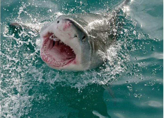 حوادث بحرية متفرقة على سواحل دول العالم.. والمتهم “القرش”