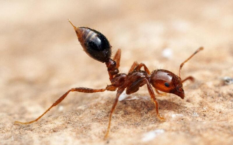 النمل الأحمر الناري يغزو إيطاليا.. وحظر استيراد التربة للحد من انتشاره في القارة