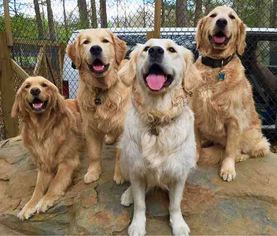 داء الكلب..ينتقل عبر لعاب الحيوانات ويؤثر على الجهاز العصبي