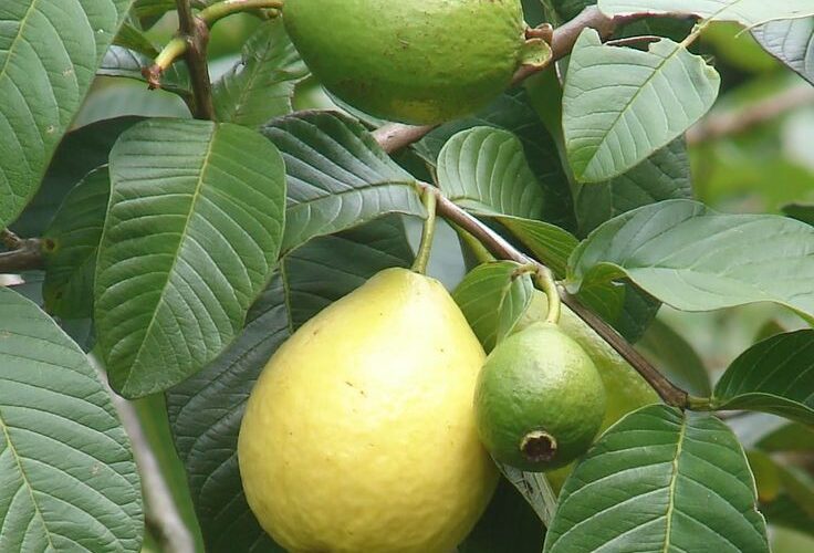 7 فوائد لورق الجوافة المغلي..تعرف عليها