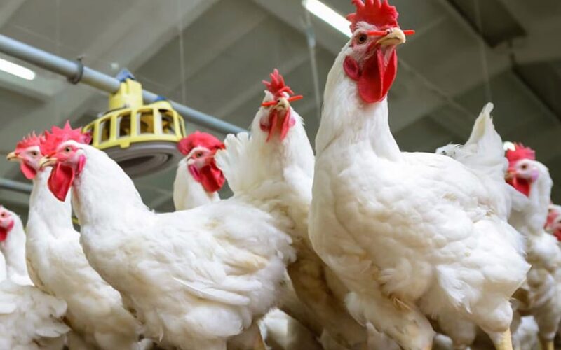 أسعار الدواجن والبيض اليوم في البورصة المصرية 